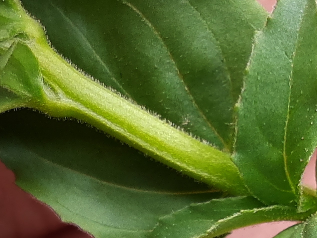 Epilobium confusum