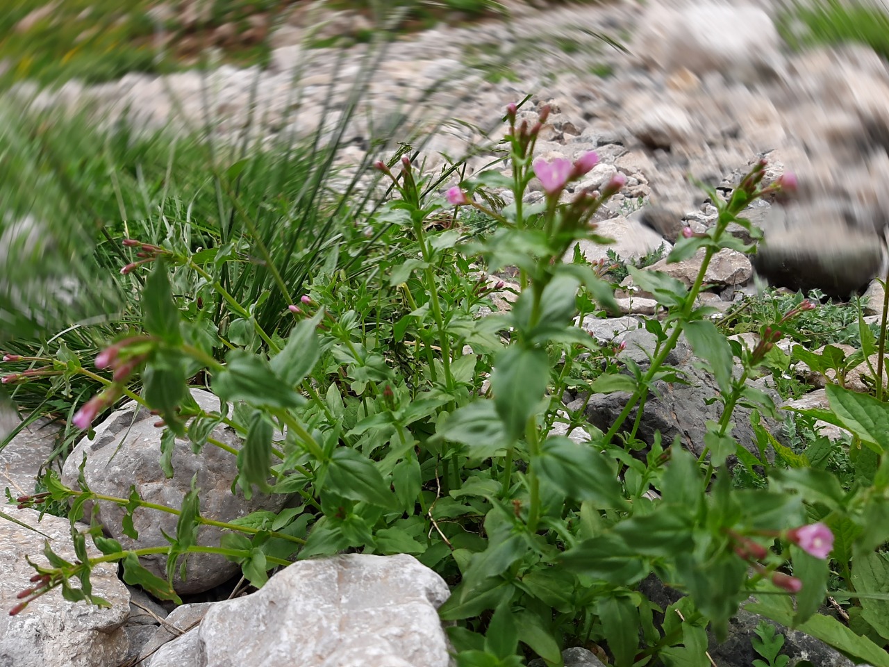 Epilobium confusum