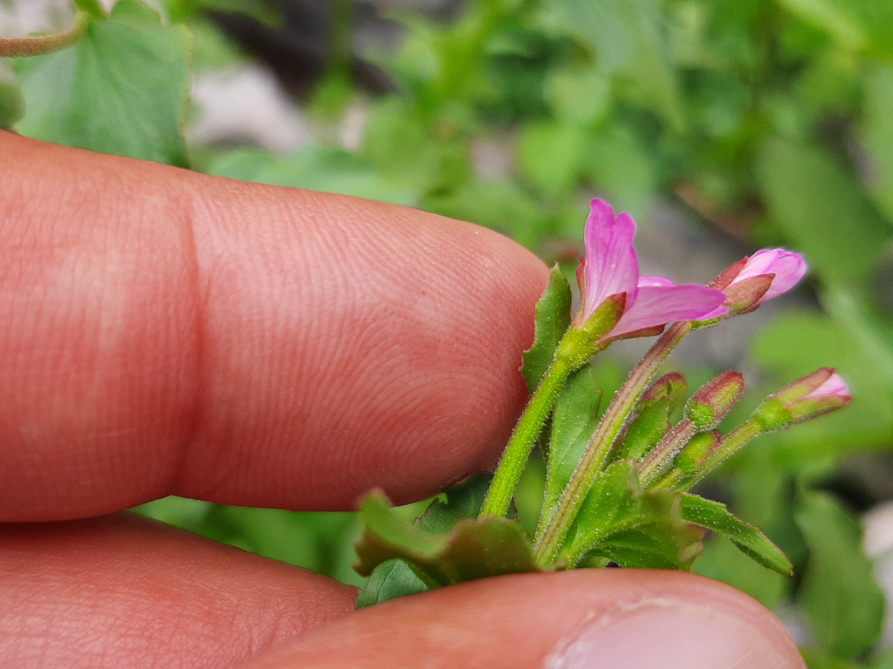 Epilobium confusum