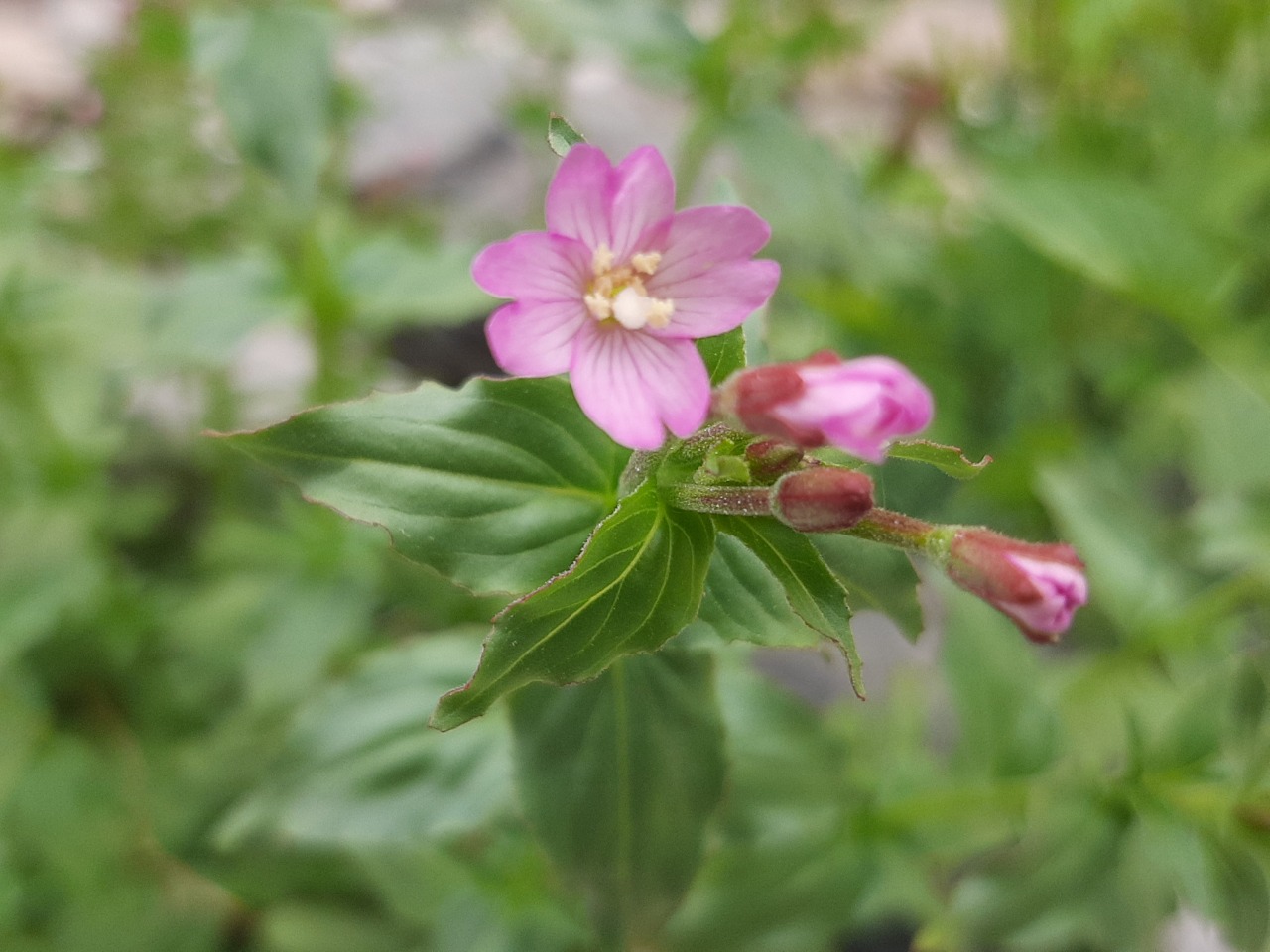 Epilobium confusum