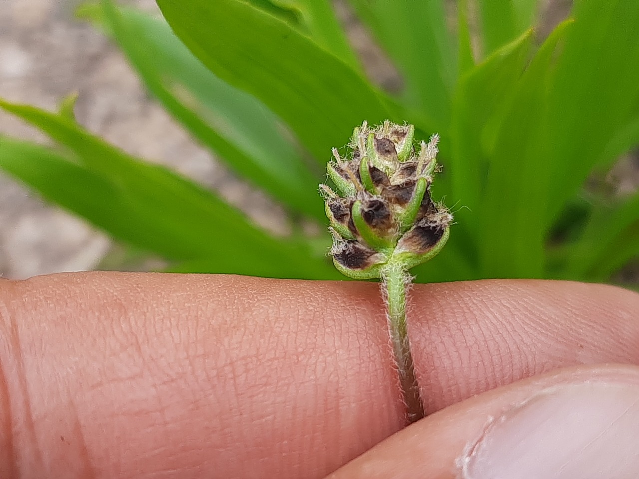 Plantago atrata