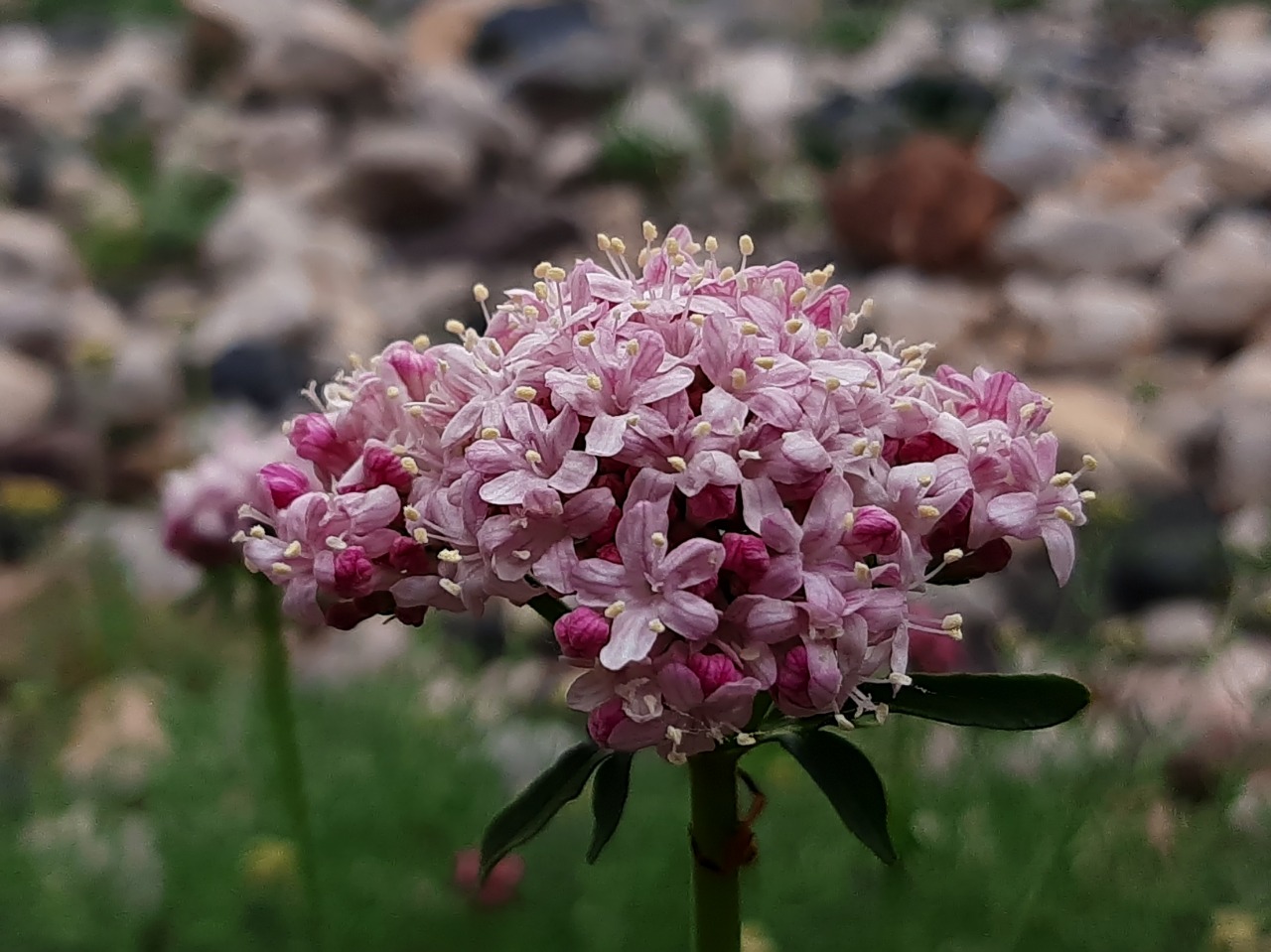 Valeriana speluncaria