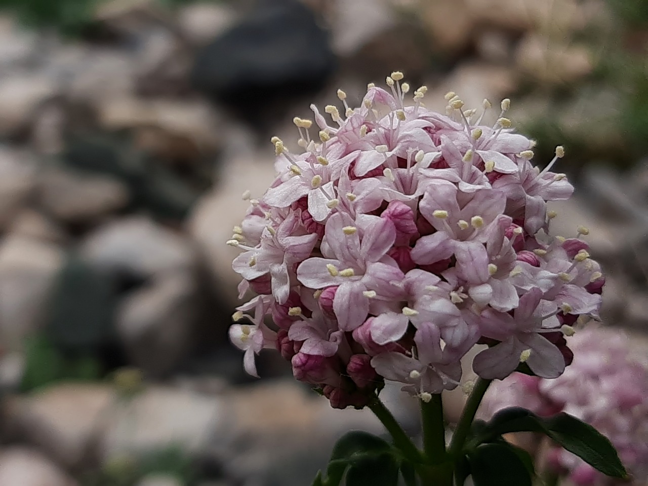 Valeriana speluncaria