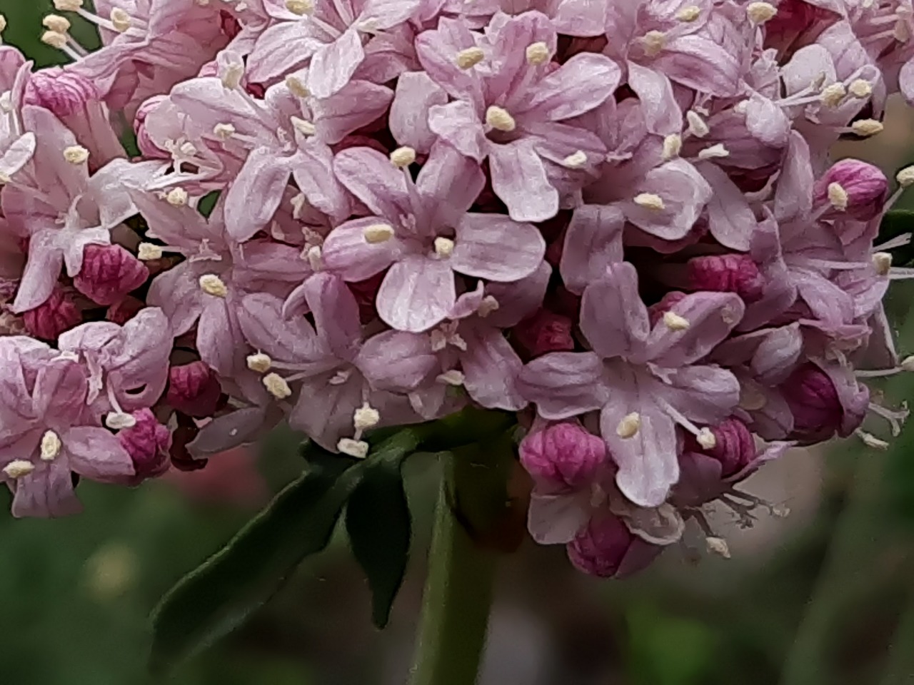 Valeriana speluncaria