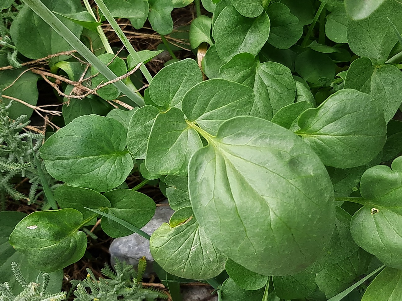 Valeriana speluncaria