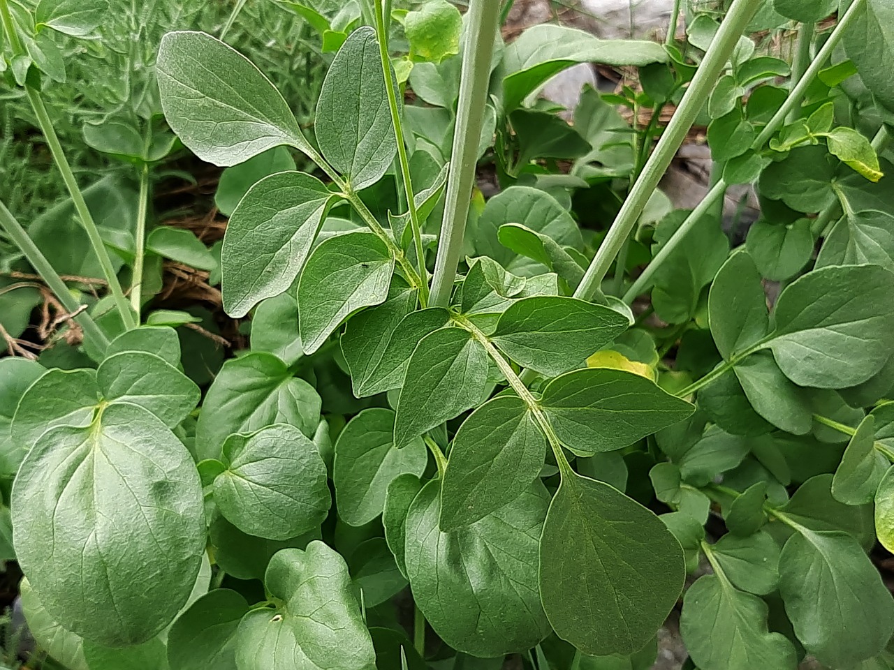 Valeriana speluncaria