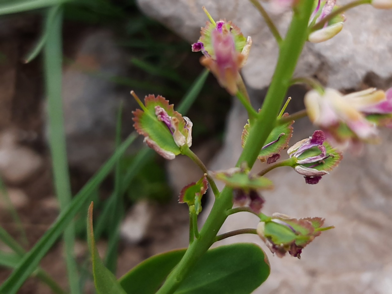 Aethionema fimbriatum