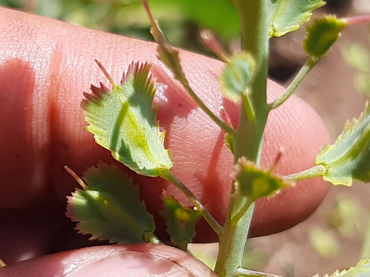 Aethionema fimbriatum