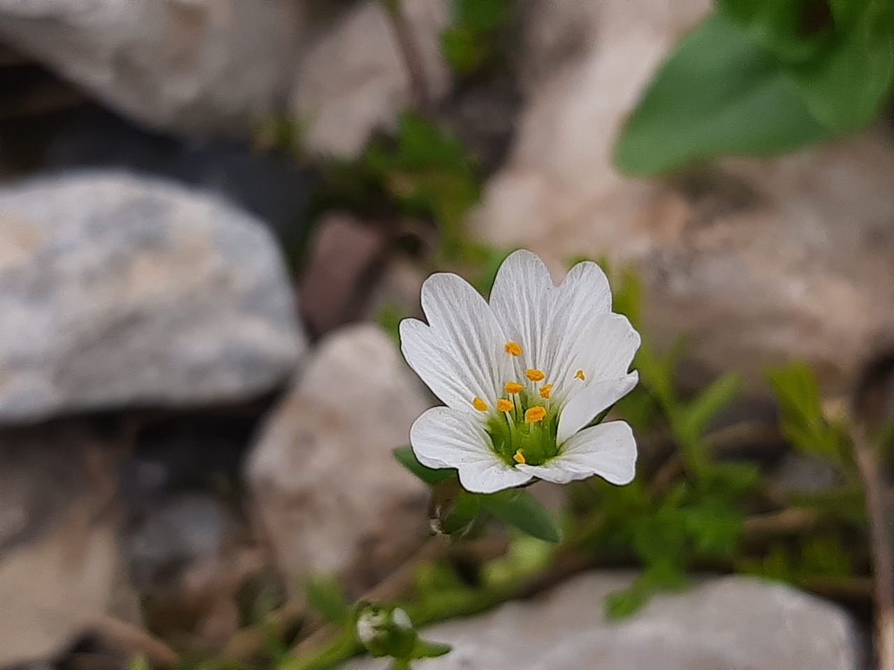 Cerastium cerastoides