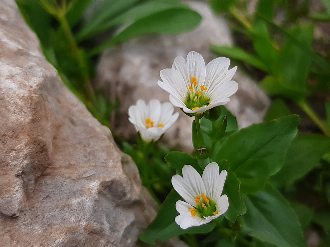 Cerastium cerastoides