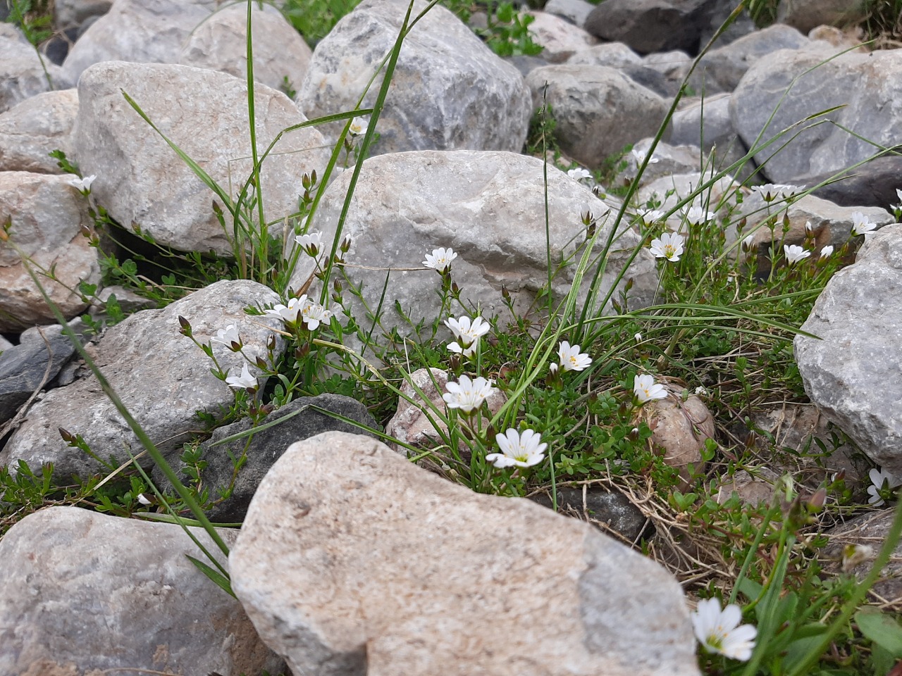 Cerastium cerastoides