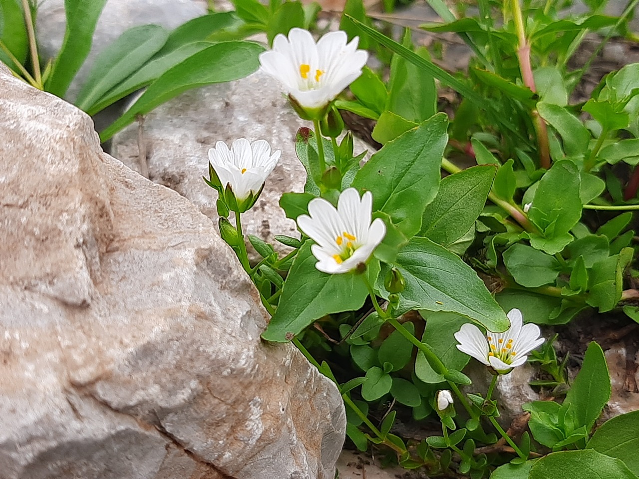 Cerastium cerastoides