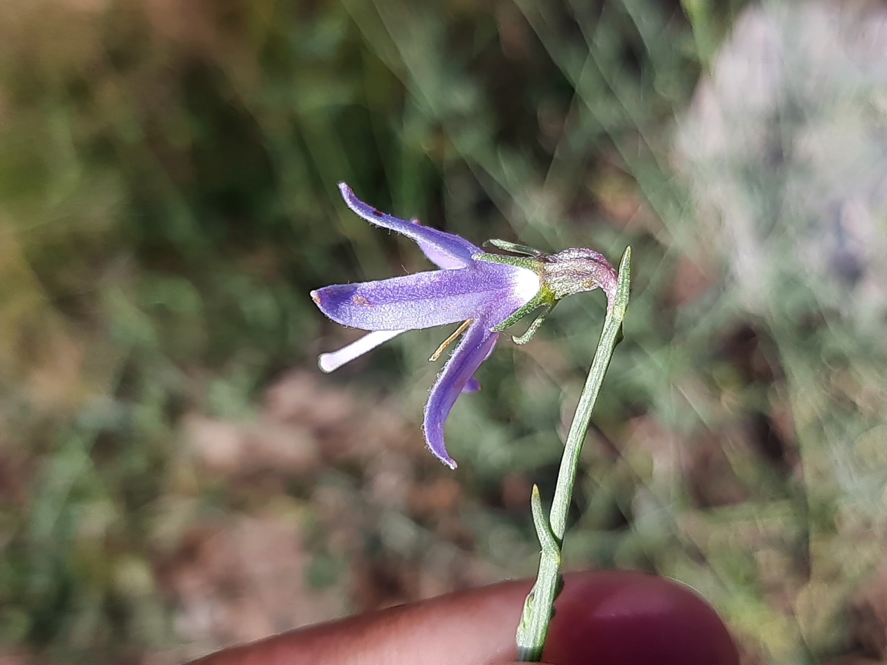 Campanula scoparia