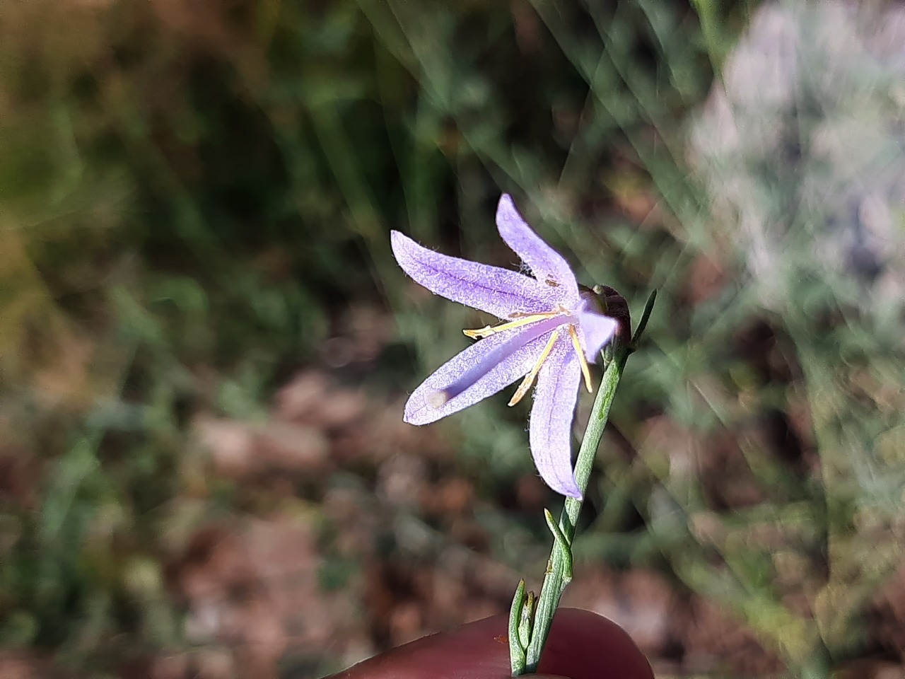 Campanula scoparia