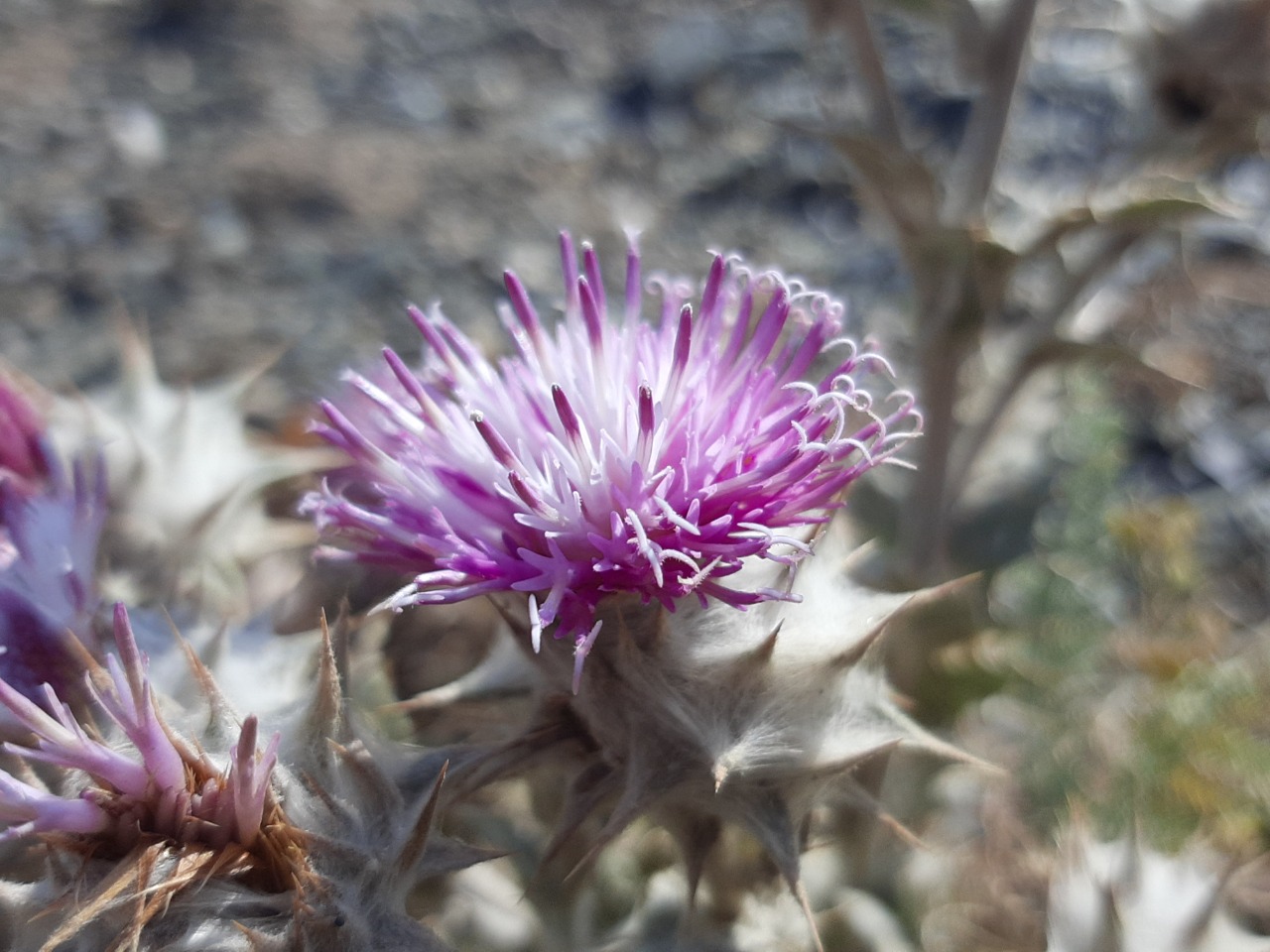 Cousinia eriocephala