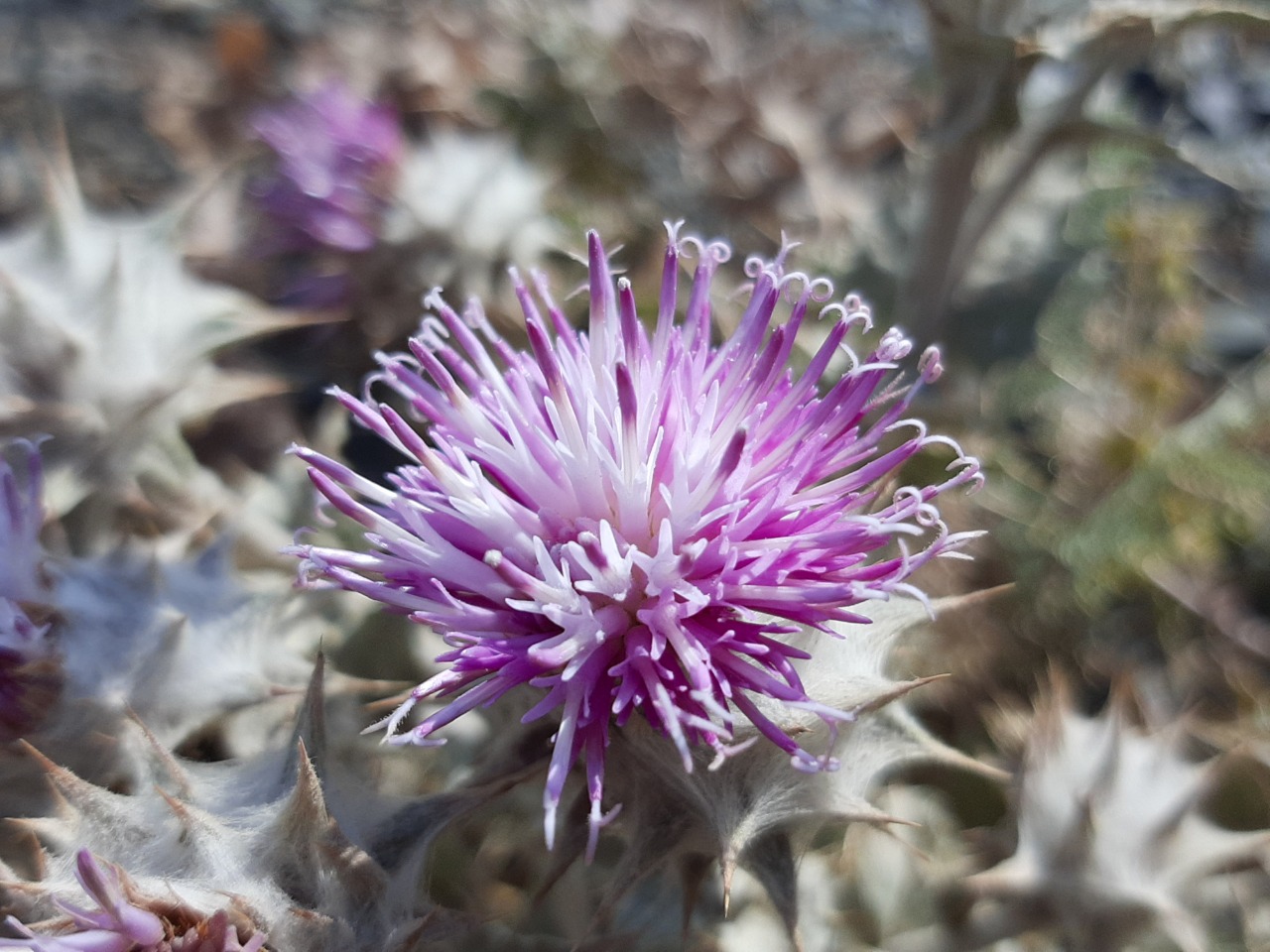 Cousinia eriocephala