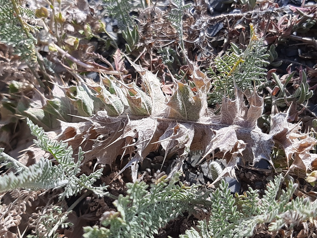 Cousinia eriocephala