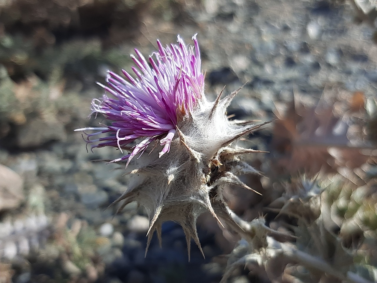 Cousinia eriocephala