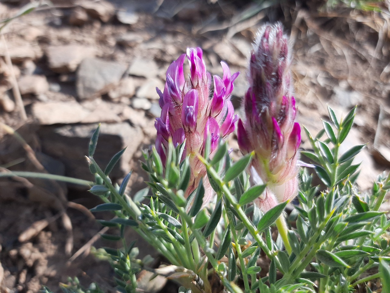 Astragalus ciloensis