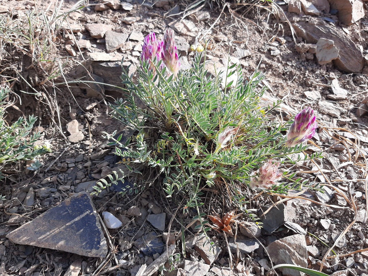 Astragalus ciloensis