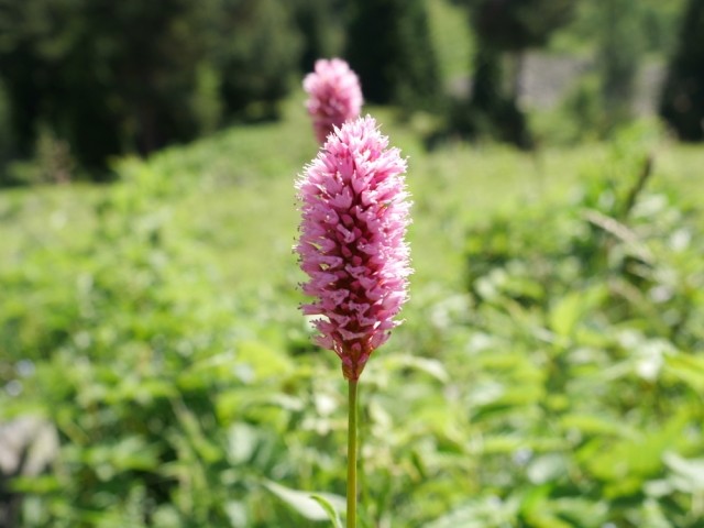 Persicaria bistorta