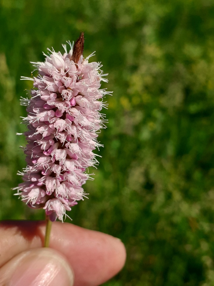 Persicaria bistorta