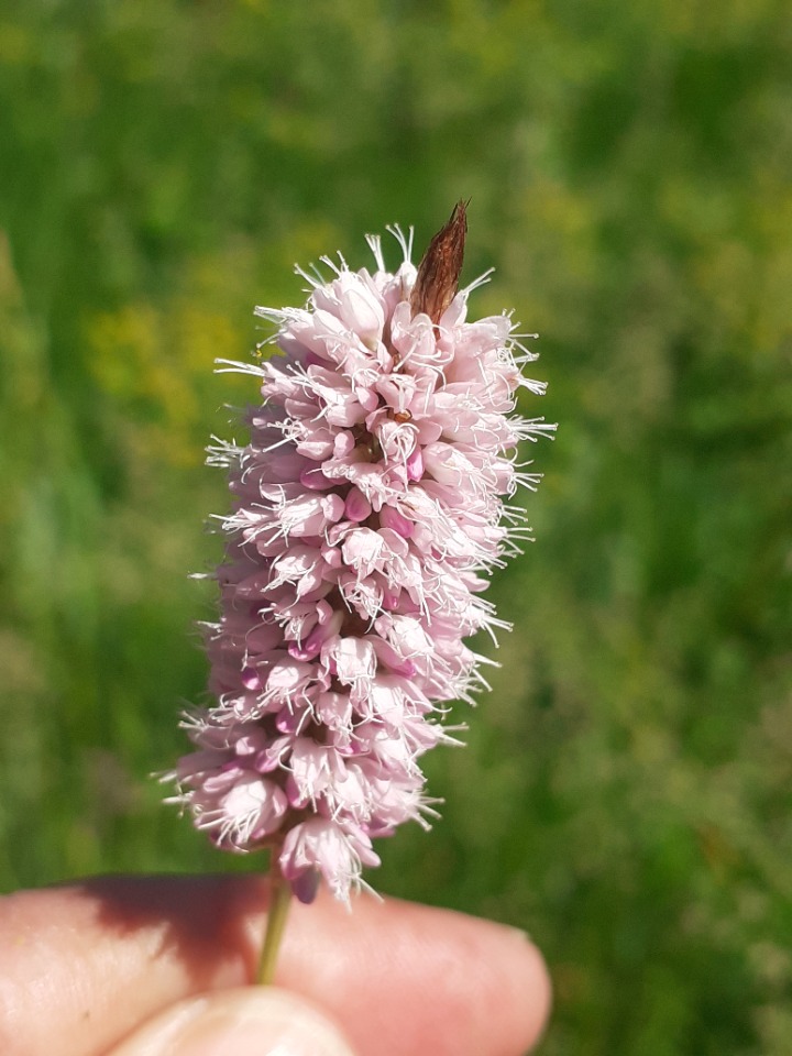 Persicaria bistorta