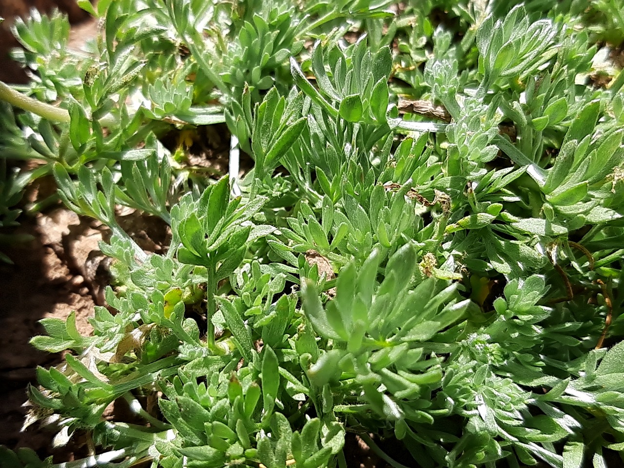 Artemisia splendens