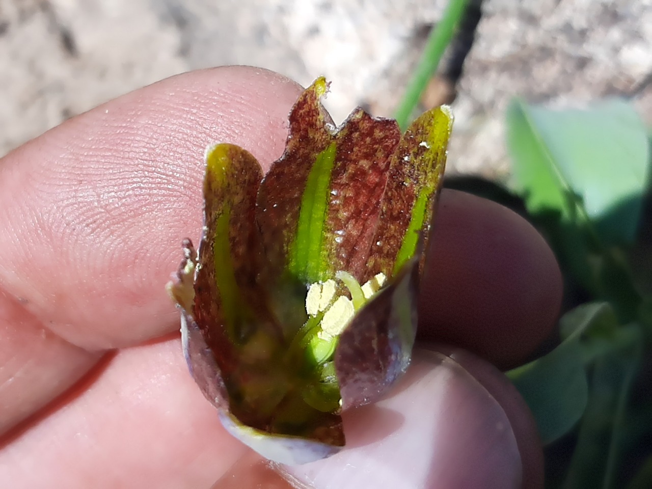 Fritillaria kurdica