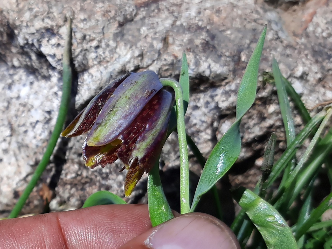 Fritillaria kurdica