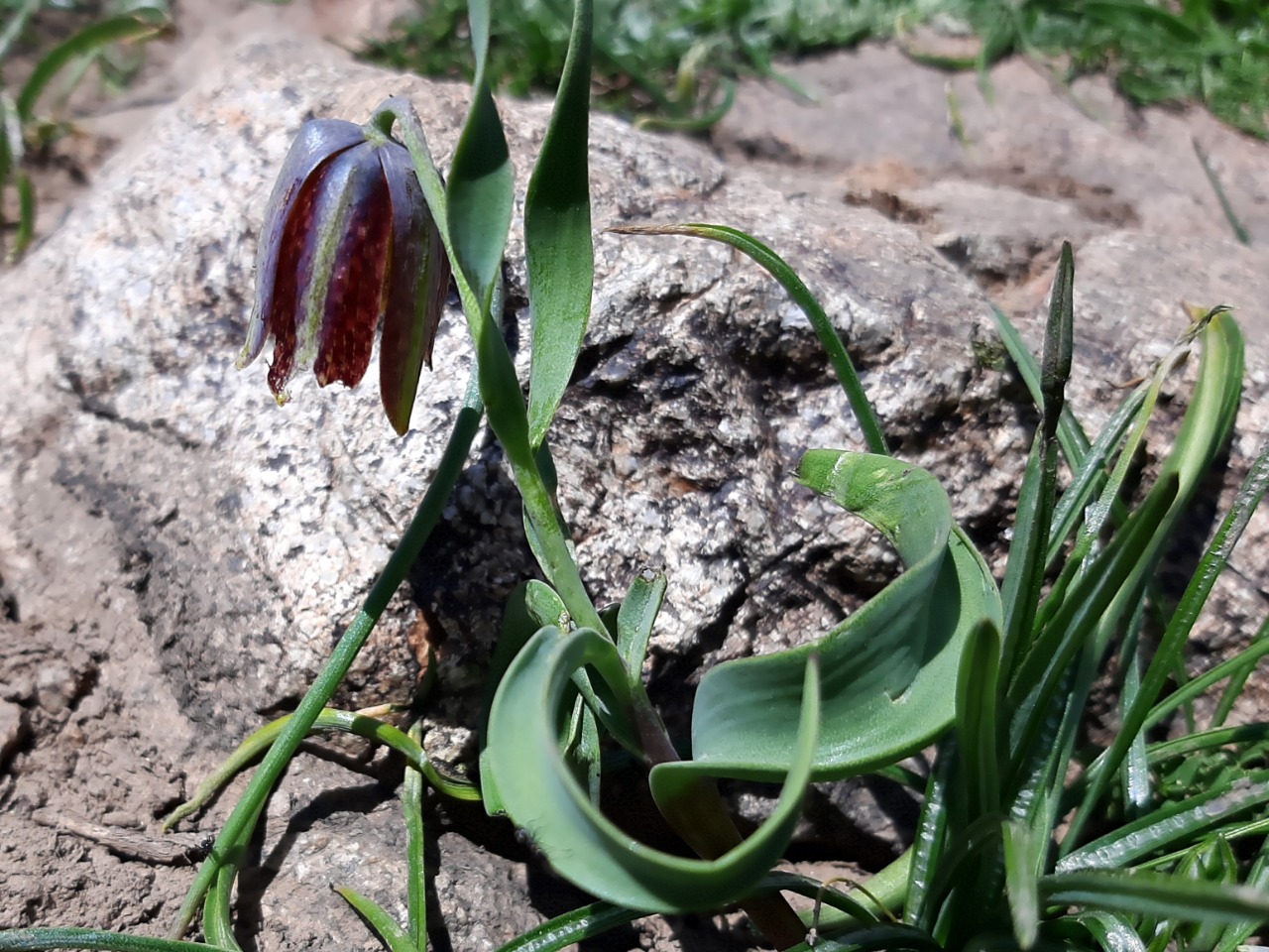 Fritillaria kurdica