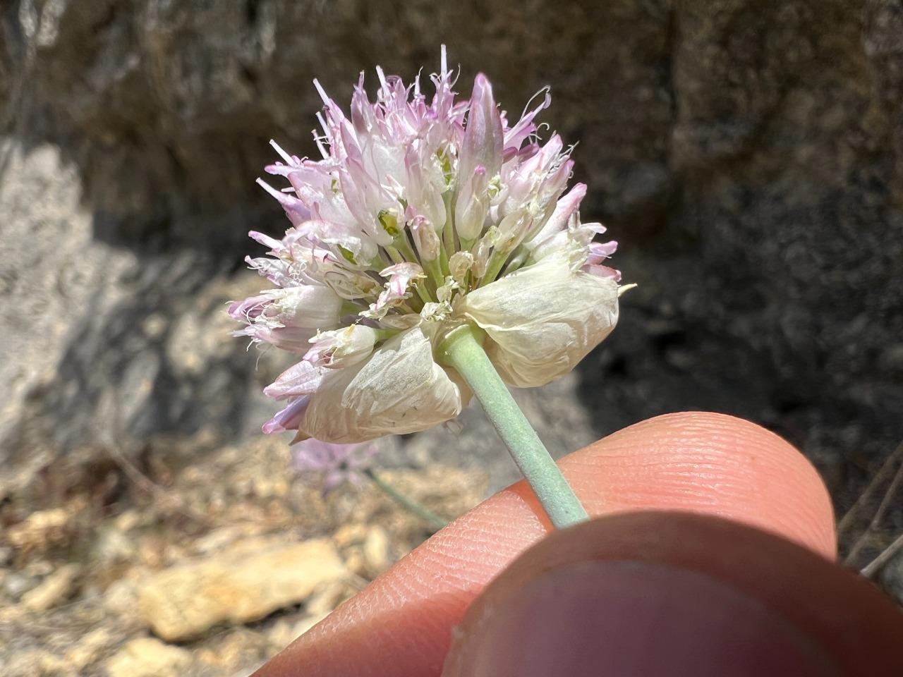 Allium ilgazense