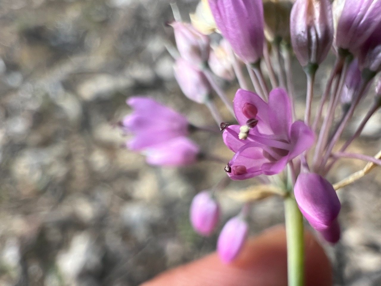 Allium kastambulense