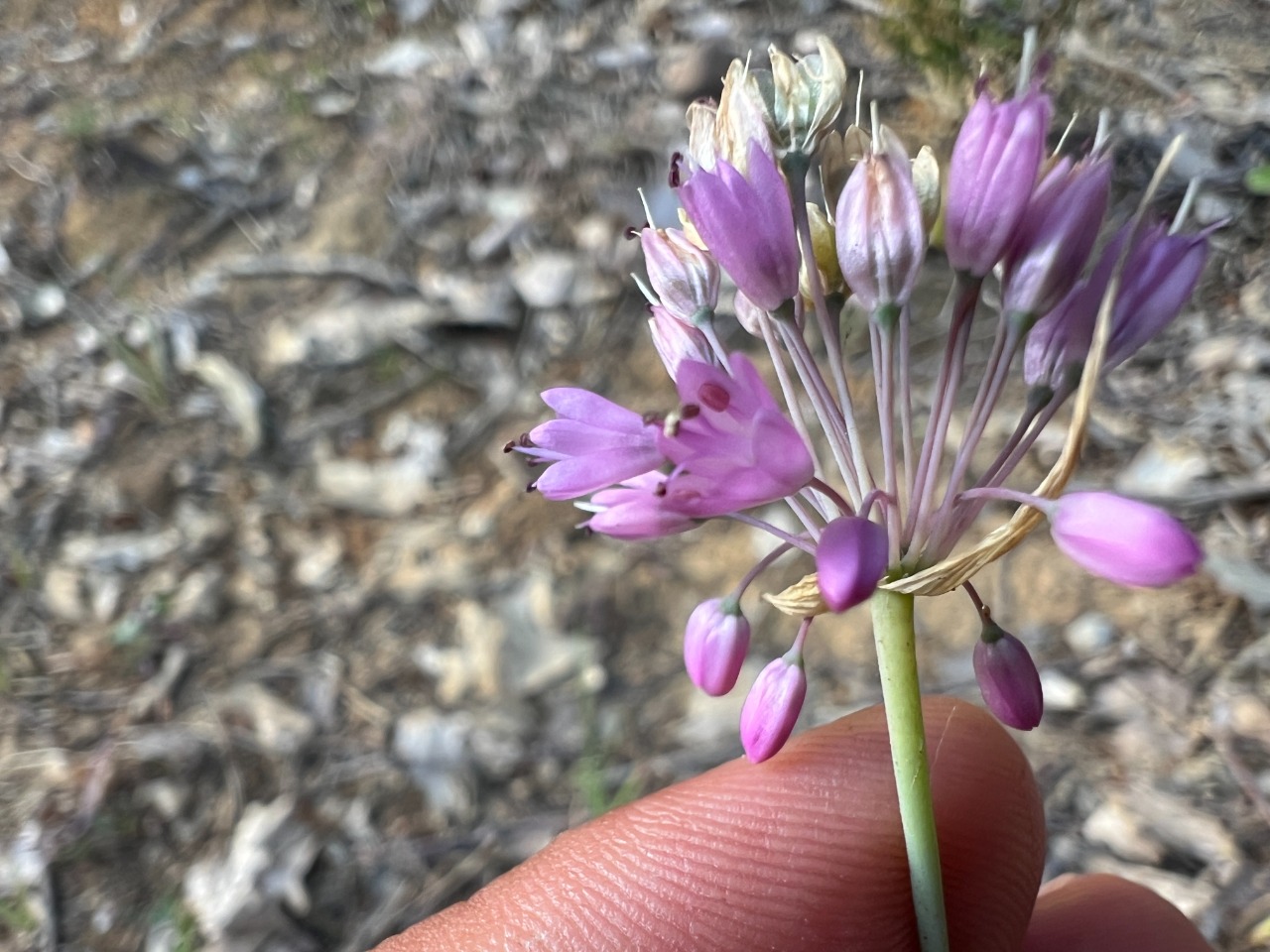 Allium kastambulense