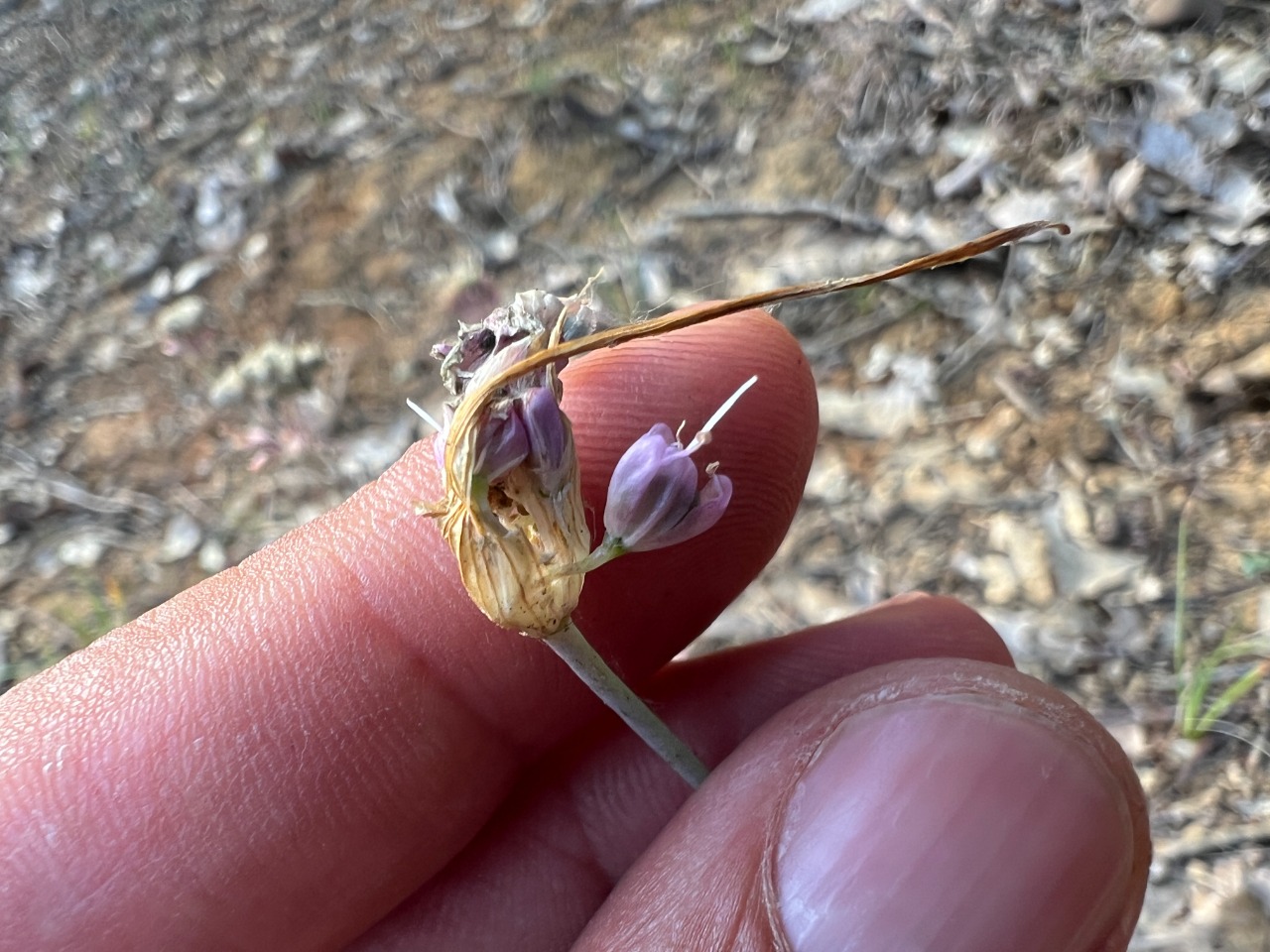 Allium kastambulense