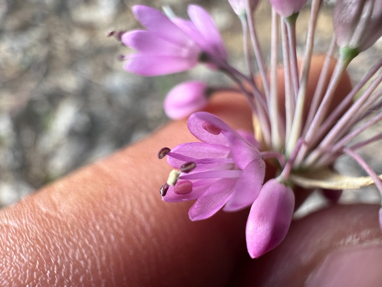 Allium kastambulense