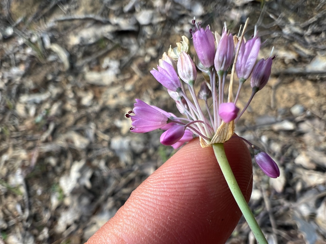 Allium kastambulense