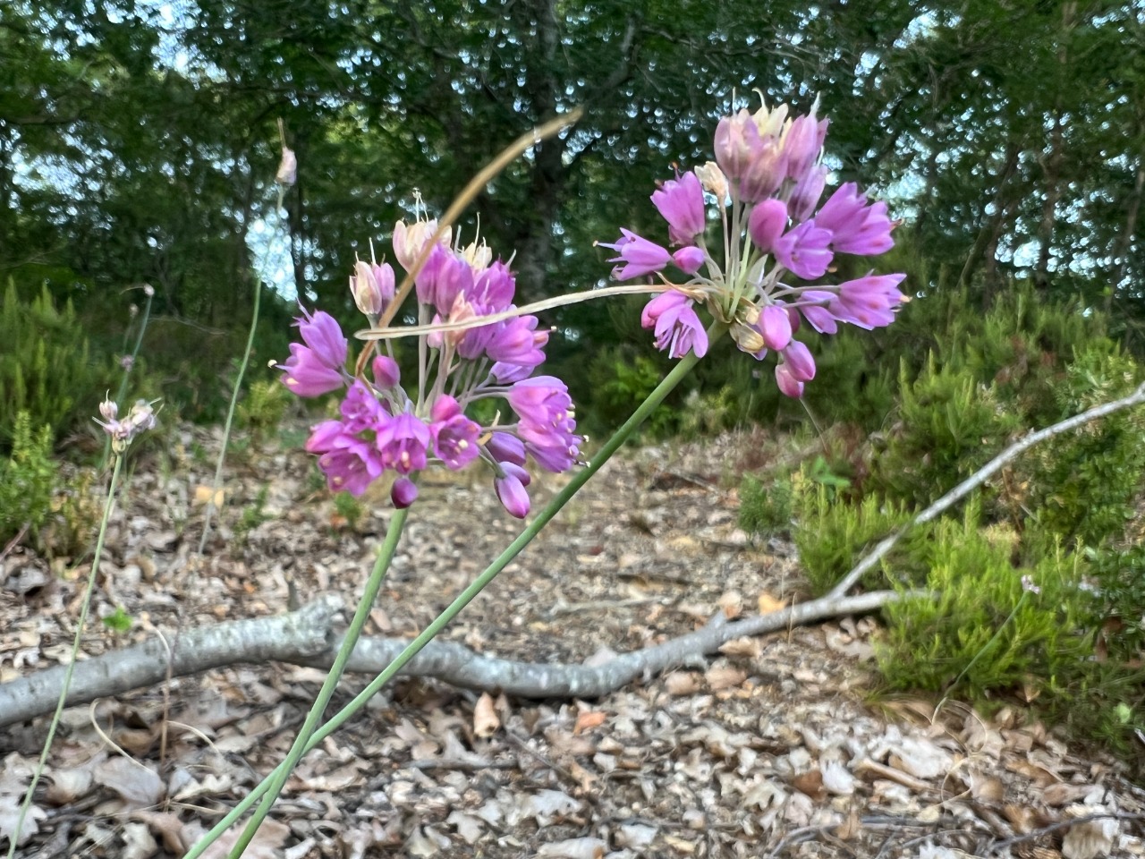 Allium kastambulense