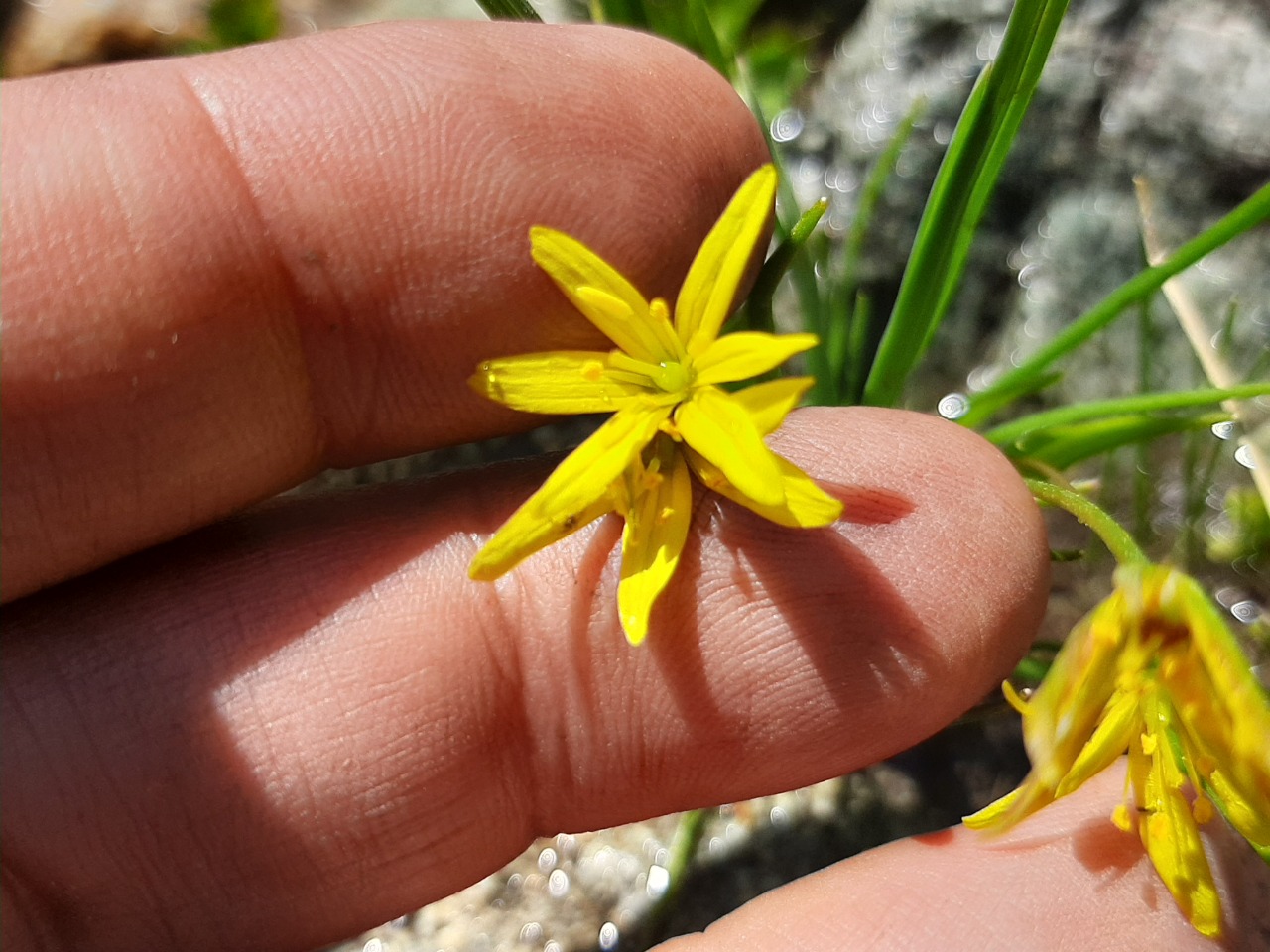 Gagea fragifera