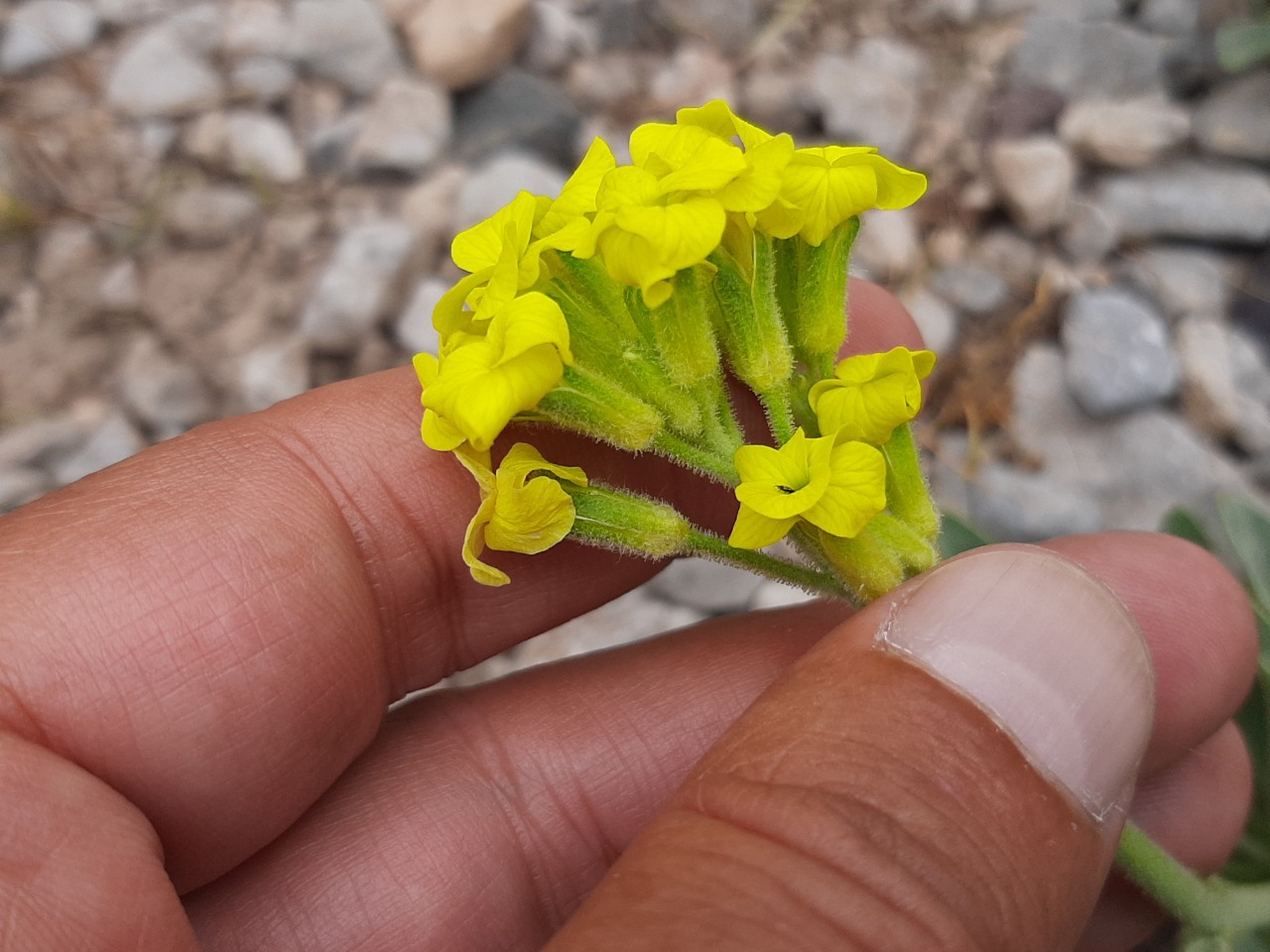 Sterigmostemum elichrysifolium