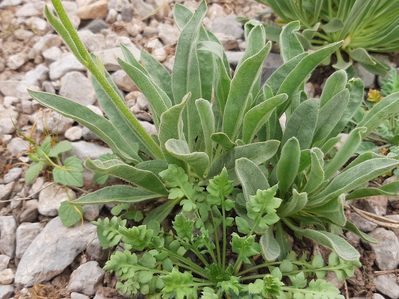 Sterigmostemum elichrysifolium