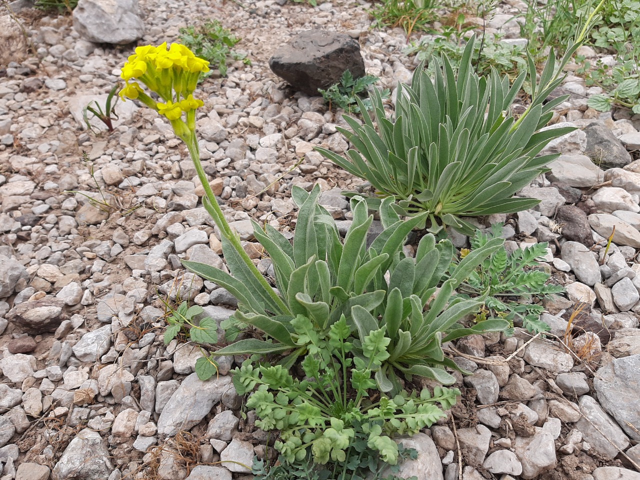 Sterigmostemum elichrysifolium