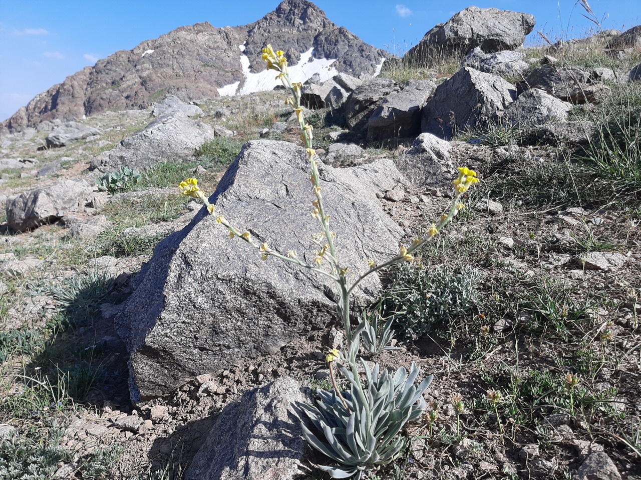 Sterigmostemum elichrysifolium