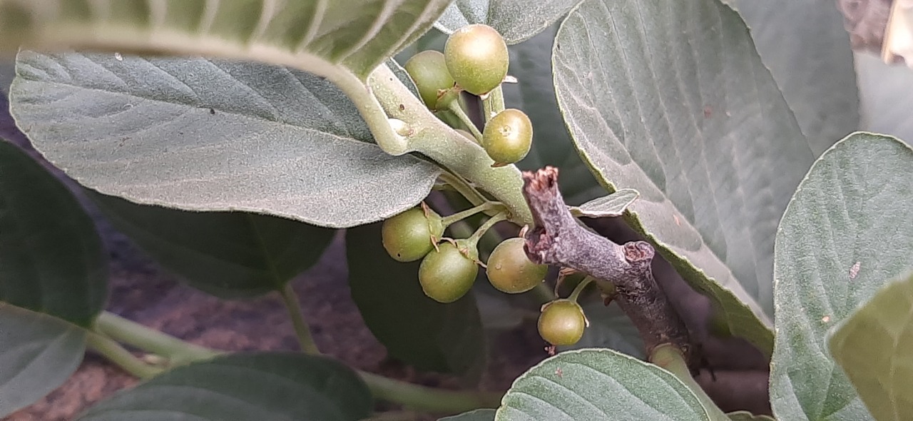 Rhamnus cornifolia