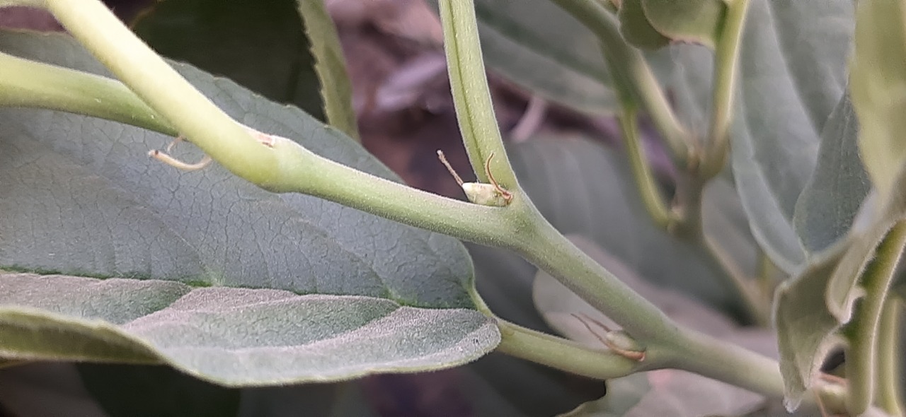 Rhamnus cornifolia