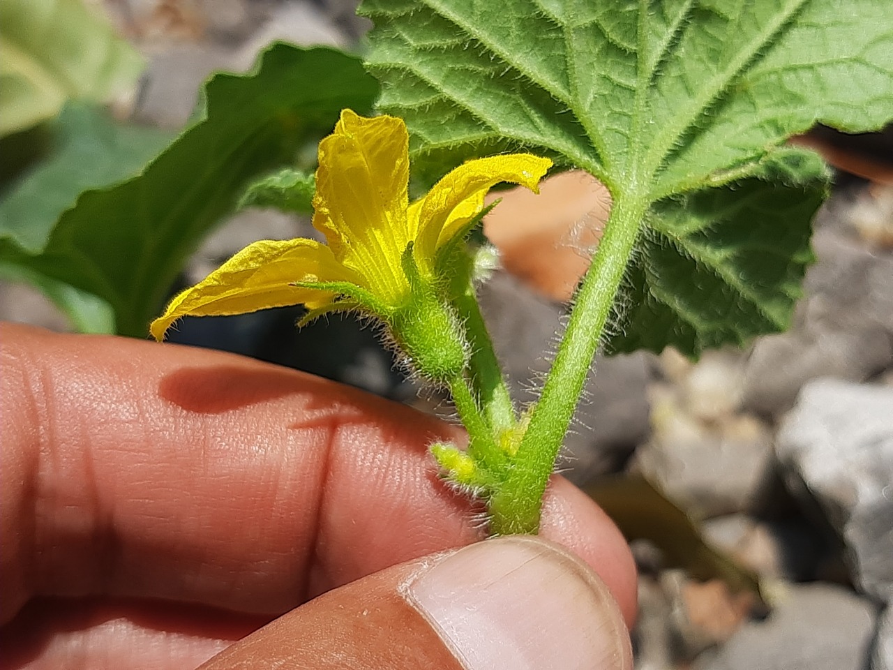 Cucumis melo