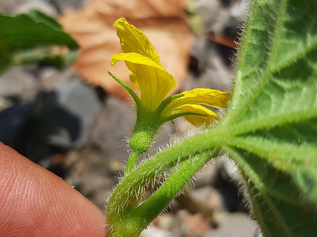 Cucumis melo