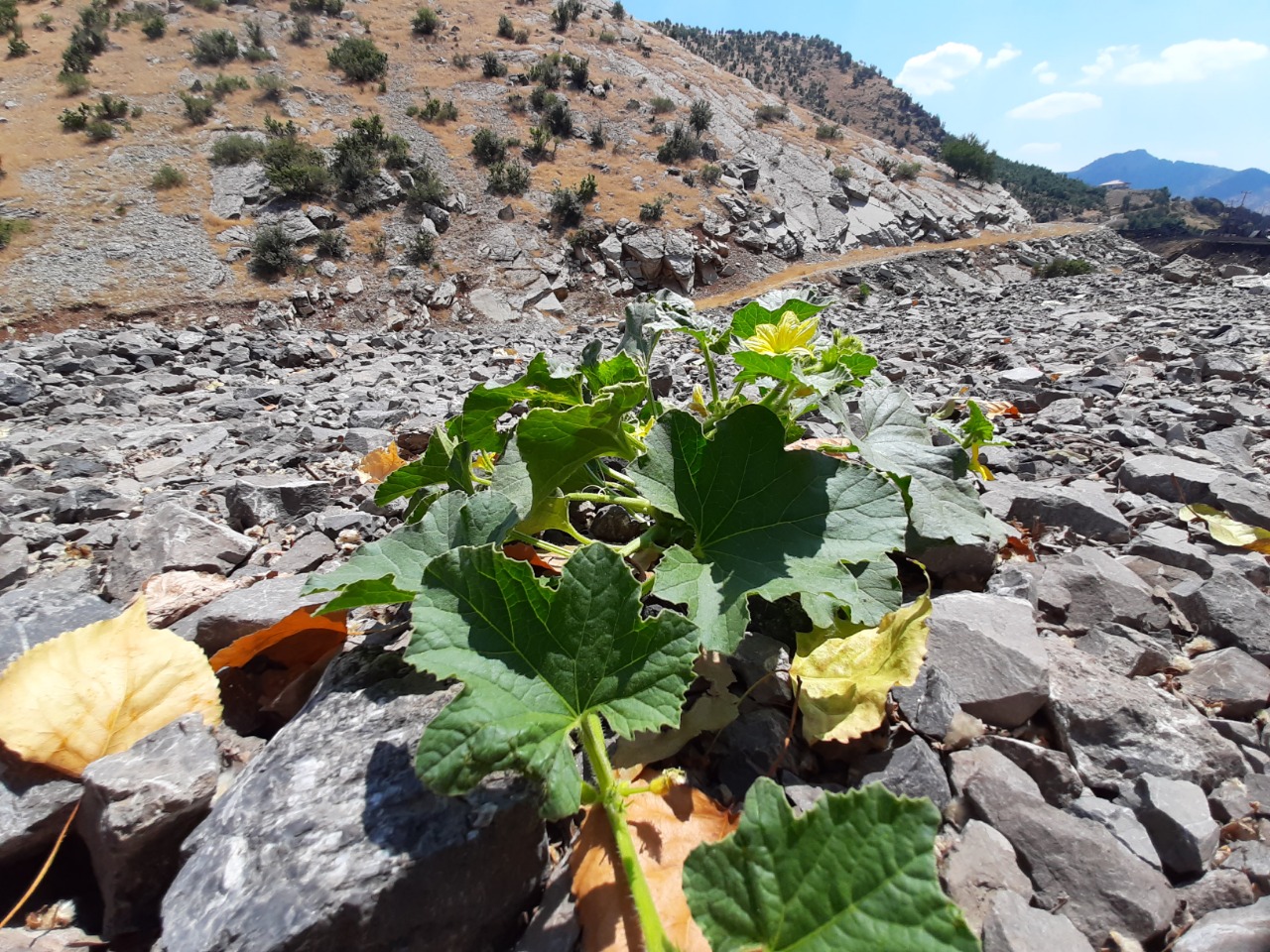 Cucumis melo