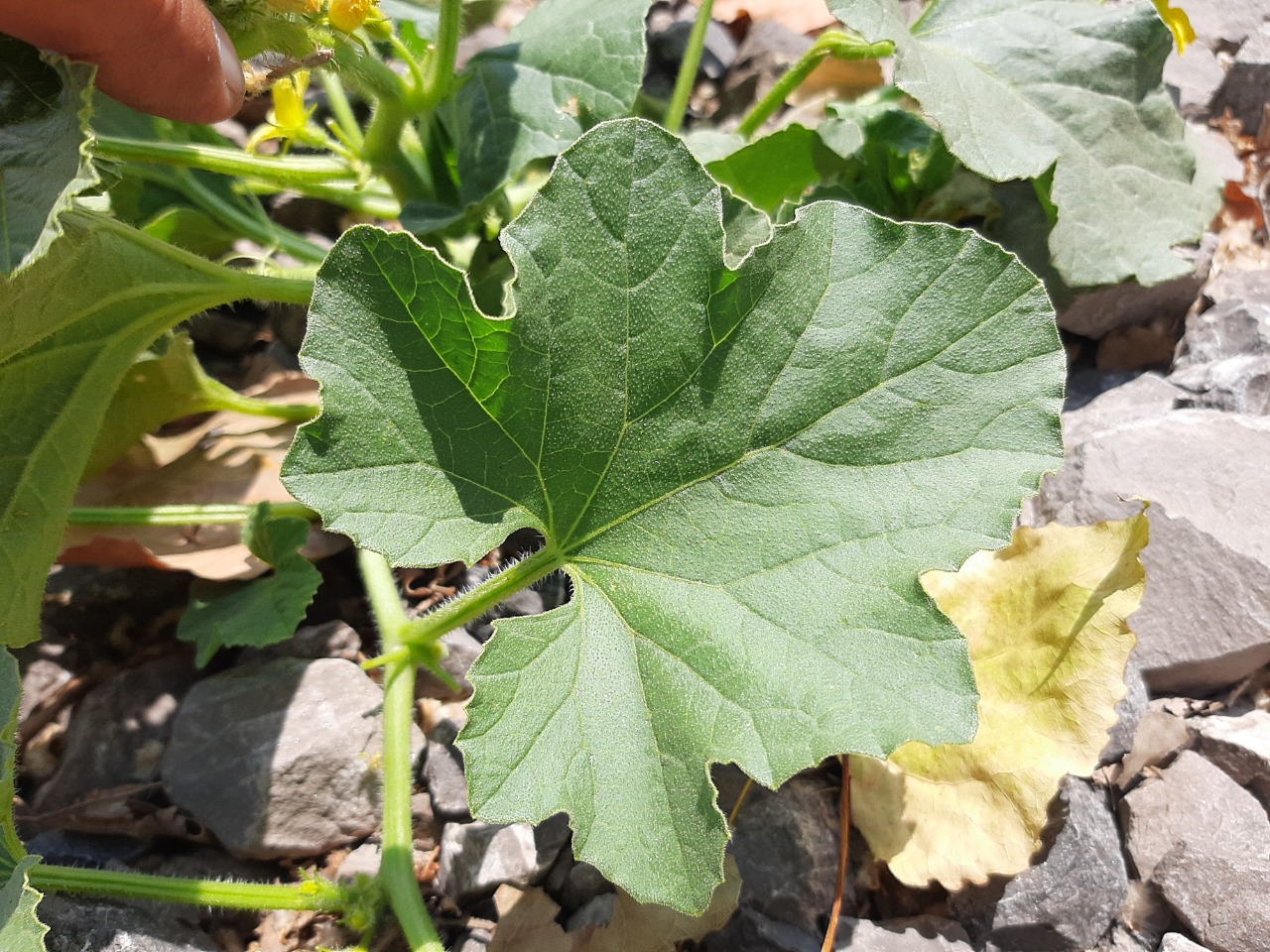 Cucumis melo