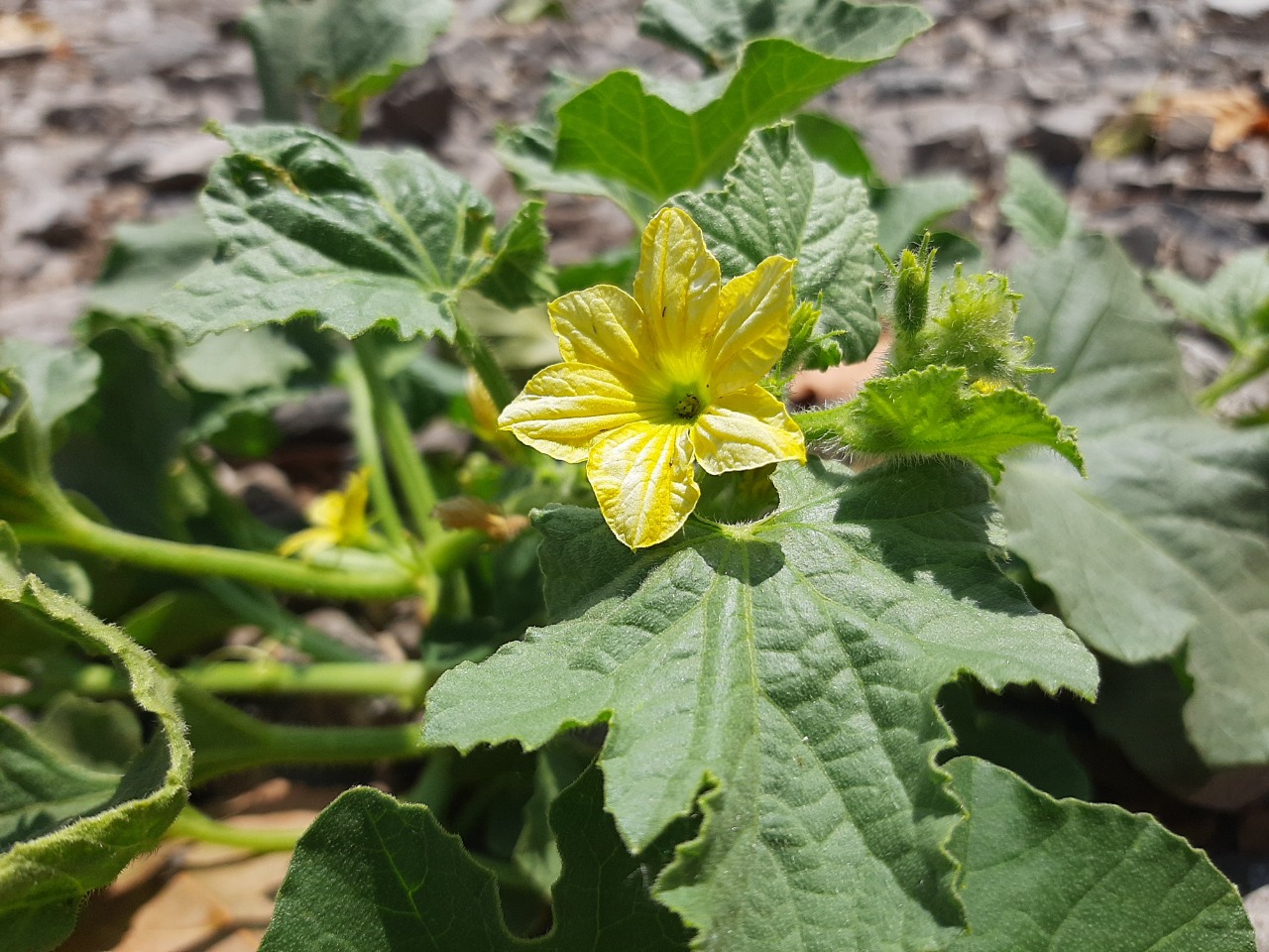 Cucumis melo